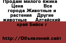 Продам милого ёжика › Цена ­ 10 000 - Все города Животные и растения » Другие животные   . Алтайский край,Бийск г.